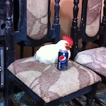 A chicken in Cabañas, La Paz, Honduras